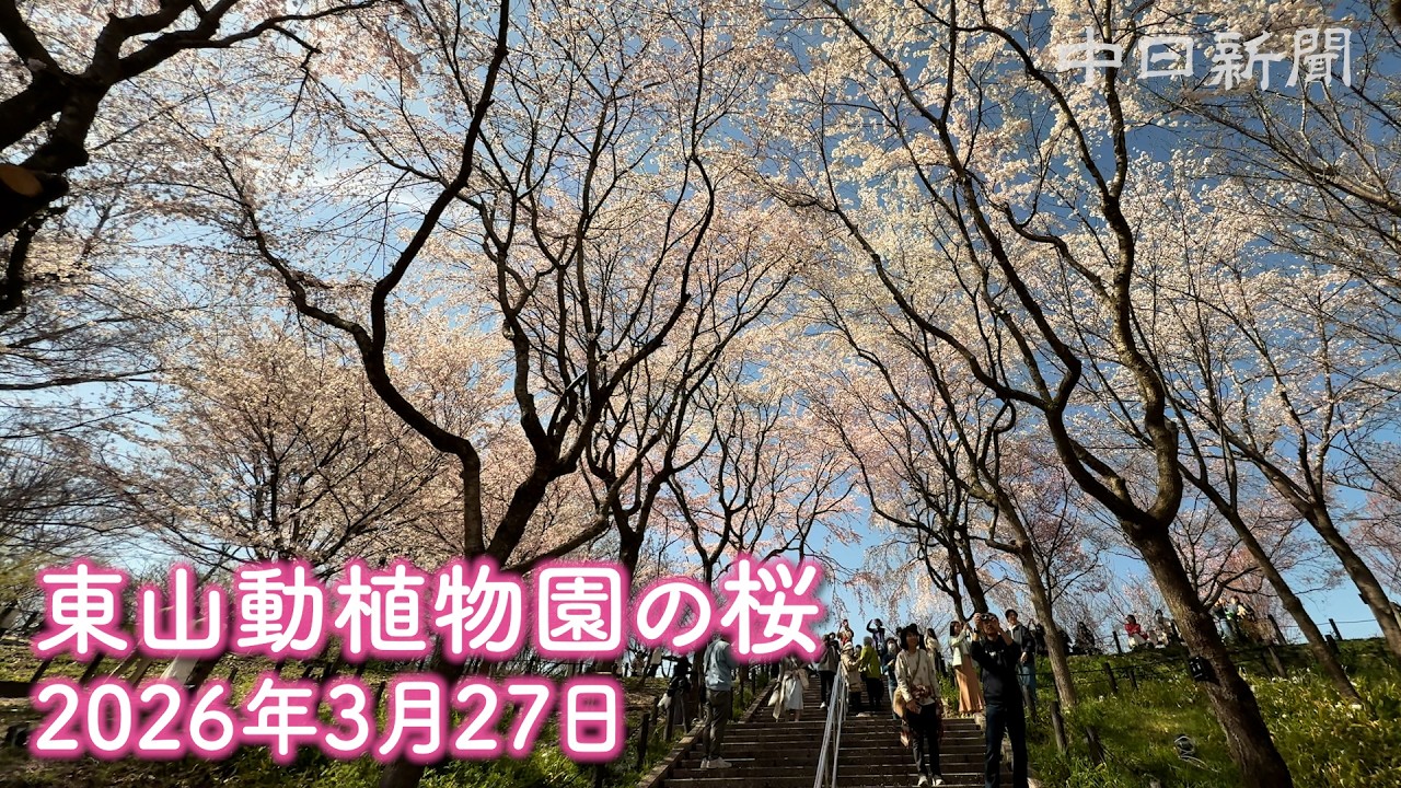 【動画でお花見】東山動植物園  いろんな桜が咲き誇る #桜 #動画でお花見
