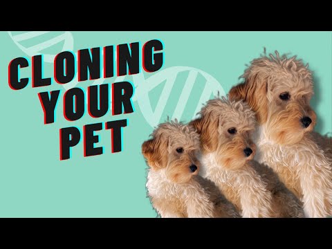 How To Clone Your Pet Right Now (And Why Maybe You Shouldn't)