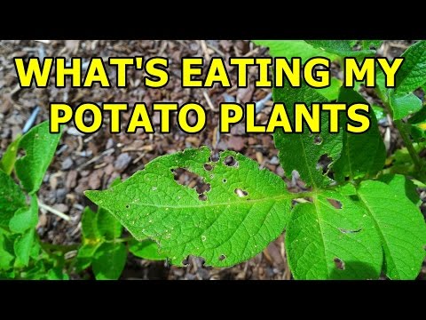 , title : 'What's Eating My Potato Plants - How to make a safe and organic pesticide'