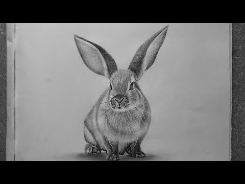 How to Draw a Realistic Rabbit | Realistic Rabbit...