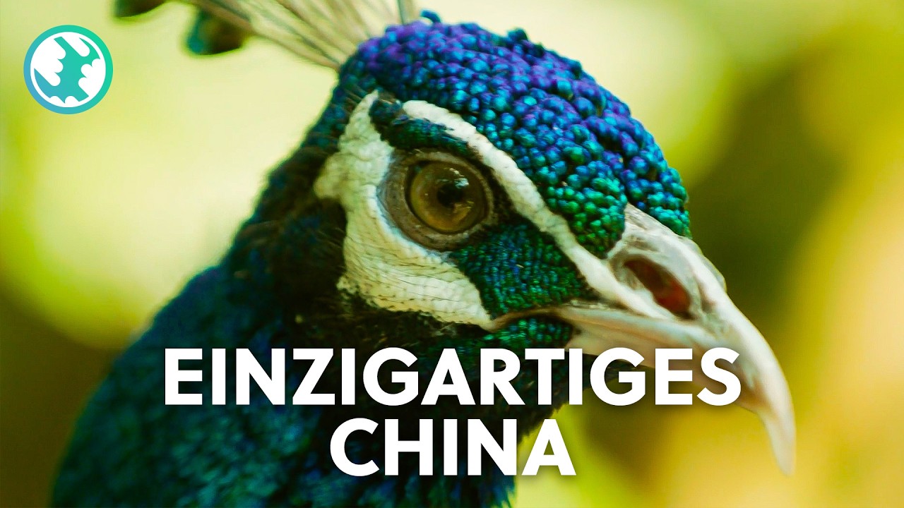 XXL-Doku: Faszination China - Die Vielfalt der Tiere | Earth Stories Deutschland
