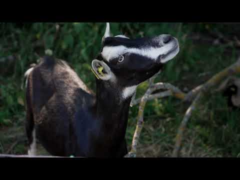 Wippershain Hersfeld-Rotenburg, Hessen, 25.06.2022 Sony A1 Alpha 1 8K UHD 7680 x 4320 cinetone