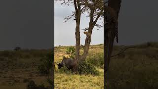 A lucky escape as each buffalo down below wanted a piece of the leopard