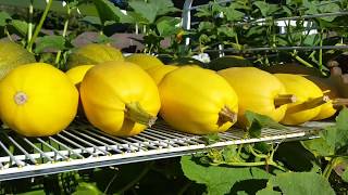 How to Harvest, Harden Off, and Store Spaghetti Squash
