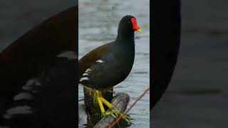 Download lagu suara pancingan pemikat burung mandar / pelan #kicaumaniaindonesia #burung #kicauburung #kicaumania mp3