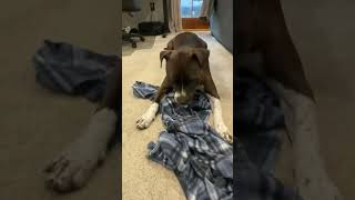 Video preview image #1 Bullboxer Pit Puppy For Sale in Oakhurst, NJ, USA