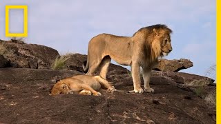 نادي قتال الحيوانات: العدو الداخلي | ناشونال جيوغرافيك أبوظبي