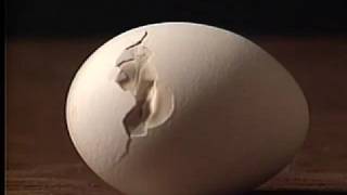 Egg Hatch -- I Do Not Know What It Is I Am Like (1986)