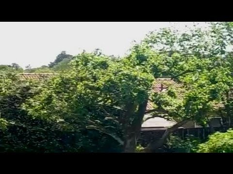 Tittares egna bilder: svärmande bin