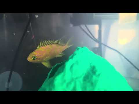 Borbonius Anthias eating in QT