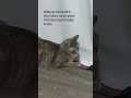 Grey Tabby Cat Getting Used Being Drama Queen Shorts