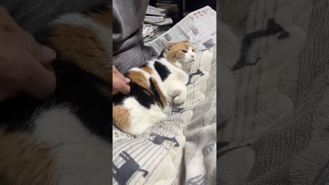 【三毛猫】いつもの定位置のいつものコースなミケ