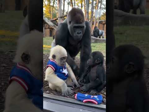 He Wanted His Brother’s Jersey… Then Mom Did THIS! 🦍🇺🇸🥹