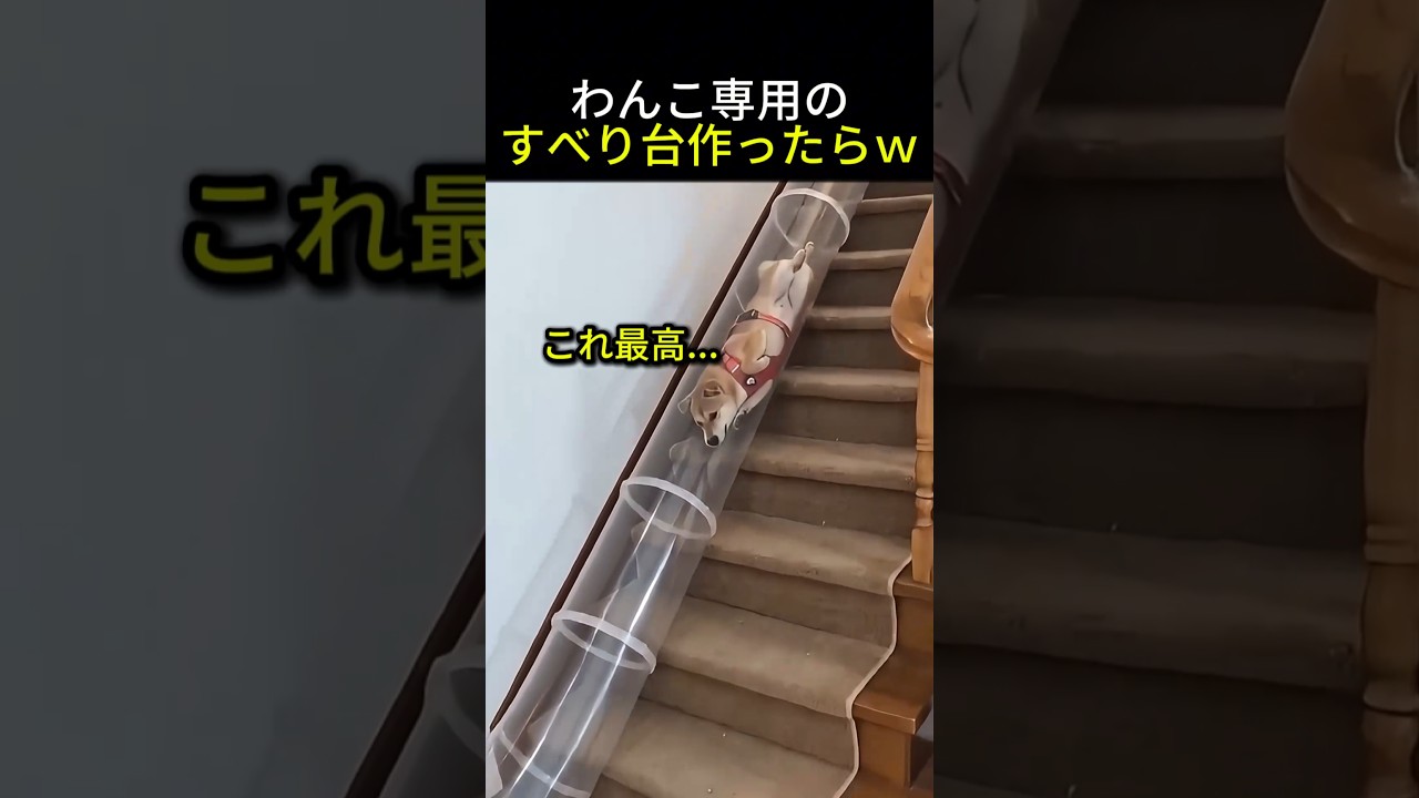 わんこ専用のすべり台作ったらｗ