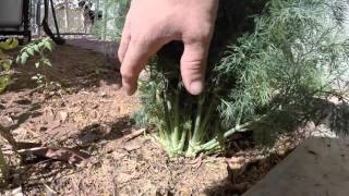 quick way to prune a dill plant