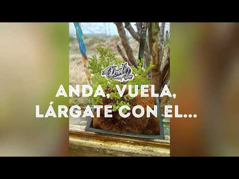 TU CULPA HABILIDAD - DROLI-RAP