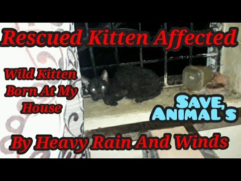 Rescued Kitten Affected By Heavy Rain,Fast Wind Wild Cat Born At My House Plz Help Animal's In Need