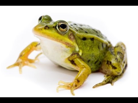 Rane in accoppiamento