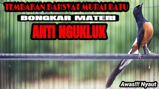Download lagu TEMBAKAN DAHSYAT MURAI BATU GACOR INI AMPUH MEMANCING EMOSI TARUNG AGAR BONGKAR ISIAN mp3