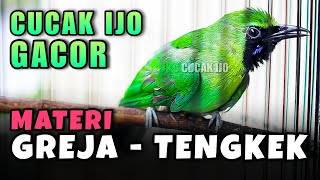 Download lagu CUCAK IJO GACOR ISIAN GREJA SAMBUNG TENGKEK UDANG COCOK BUAT MASTERAN IJO LAIN AGAR JAMTROK NEMBAK mp3