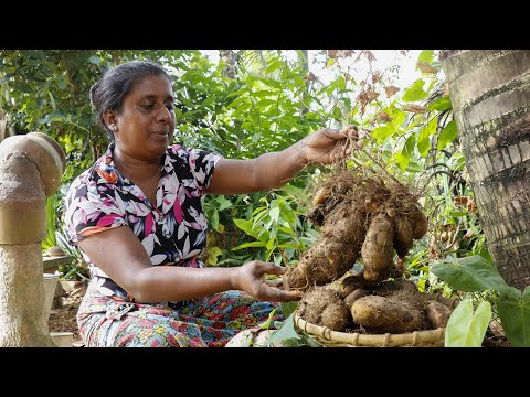 Wild yam. Add this yam to our main meals in this way.Very good
