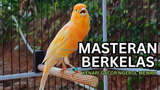 Download lagu Kemewahan Suara Kenari! Baru Putar 10 Detik Kenari Muda Langsung Berani Bunyi Keras mp3