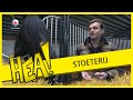 Stoeterij Friese Visser | HEA!