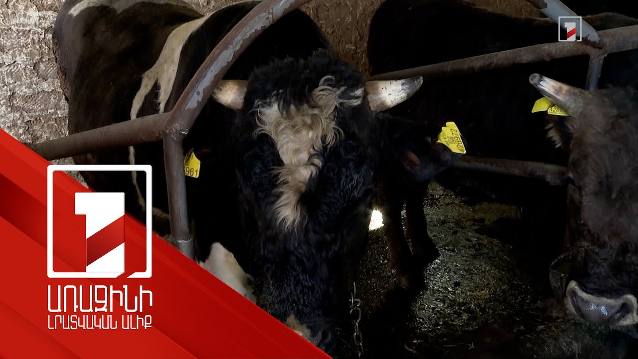 Մեկ ամսում համարակալվել է Հայաստանի խոշոր եղջերավոր անասունների 40-45 տոկոսը