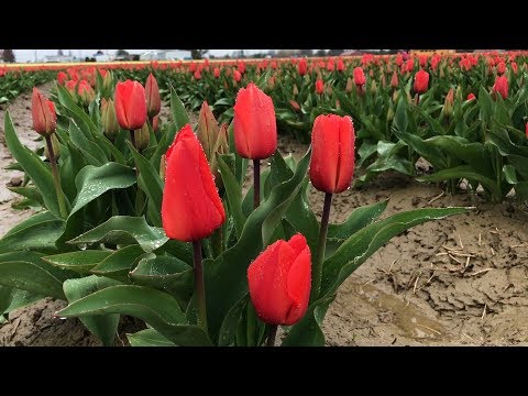 Daffodils and Tulips Brighten a Rainy Day in Skagit Valley