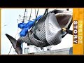 Why is Japan killing whales? | Inside Story