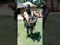 AUTHENTIC OHANGLA BEAT
