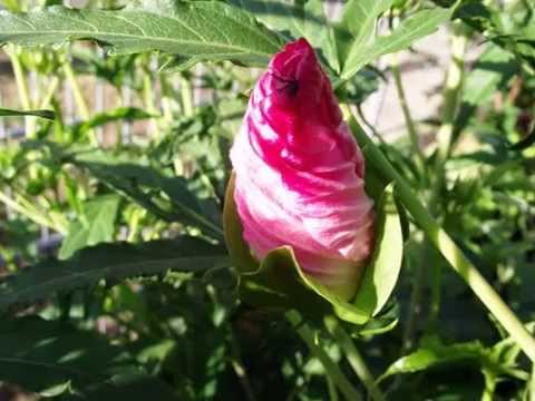 'Turn of the Century' Hibiscus moscheutos