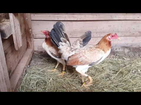 Jorge Vasquez Tennessee Kelso de Jorge Bonilla