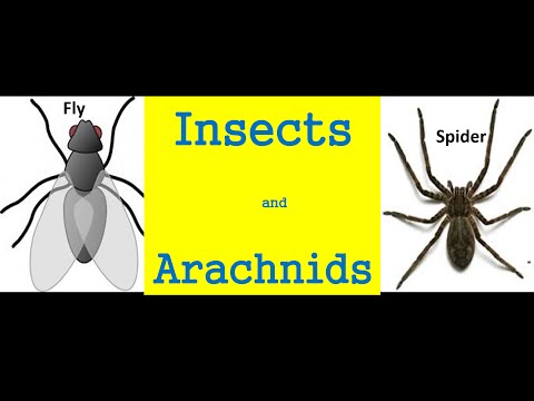 Insects and arachnids  for kids - Differences And Similarities