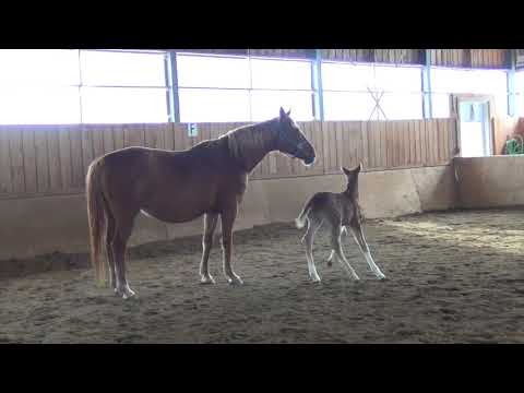 本地 Běndì de Lys ♂  (Callaho's Benicio - Weltmeyer - Pik L ) poulain - colt 2018