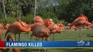 Pinky the flamingo dead after attack