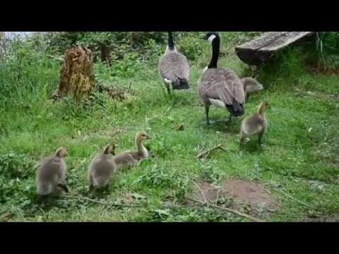 IL LAGO DELLE ANATRE