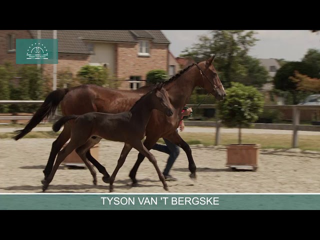 TYSON VAN 'T BERGSKE