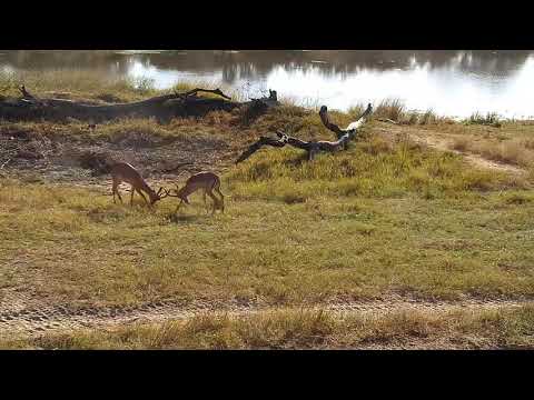 Djuma: Two Impala rams sparring - 08:15 - 05/20/21