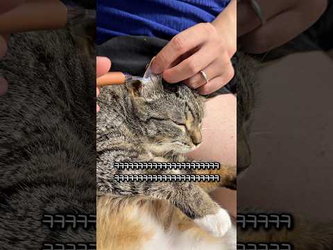 귀청소 하는 고양이