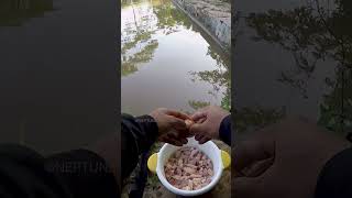 Download lagu mancing bawal umpan daging ayam mp3 Download lagu mancing bawal umpan daging ayam mp3