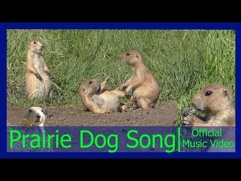 PRAIRIE DOG SONG 🎵 (Official Music Video) | Song about Prairie Dogs