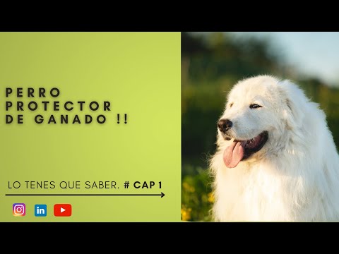 Podcast, PERROS QUE CUIDAN OVEJAS, hablamos con la adiestradora canina #Cap 1🟢