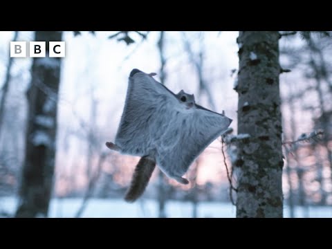 Baby squirrel's first flying lesson 🥹 | Mammals - BBC