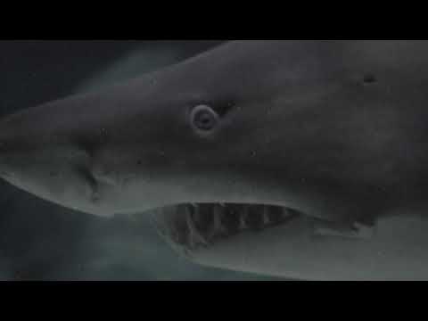 Bass Temp - The Predator