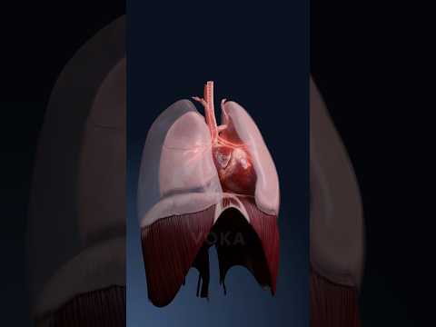 Pneumothorax exploration in 3D: causes, symptoms, and treatment insights