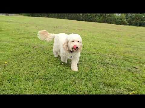 Paws and Serenity Co. video.