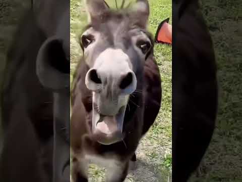 هذا حال منطة