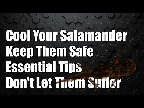 Don't Let Your Fire Salamander Suffer: Essential Cooling Tips You Must Know!