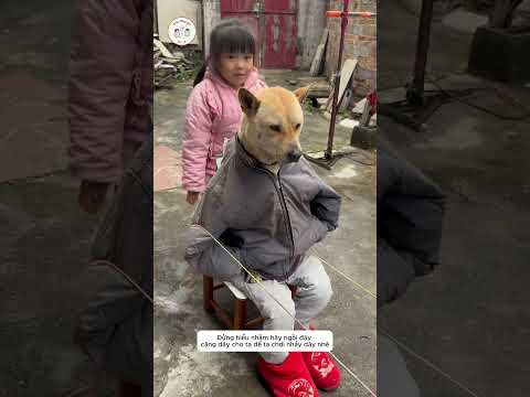 Chú chó Bị phạt ngồi dưới thời tiết 0C #shorts